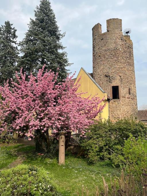 La Jolie Maison Bleue, Au Coeur De L'Alsace Kaysersberg-Vignoble Esterno foto